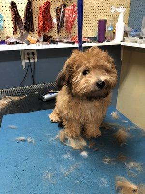 1st haircut before