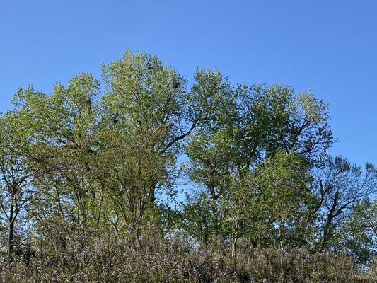 Lots of birds nests in the tree above