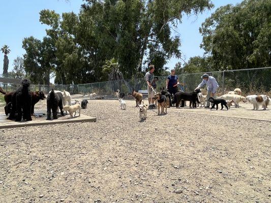 When I first walked in. I was really enjoying the peace and space. There were a lot of larger dogs. I kept losing by Brady.