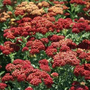 Strawberry Seduction Yarrow