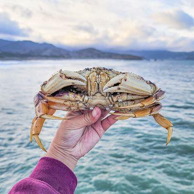 Dungeness Crab