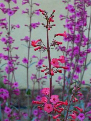 Penstemons