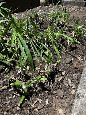 Broken plants. Lots of leafs.