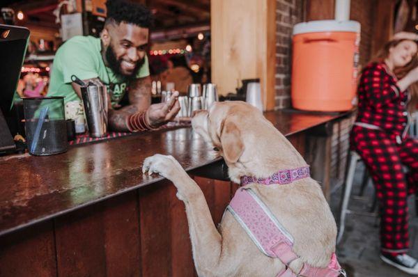 Patio Bar (free treats for dogs!)