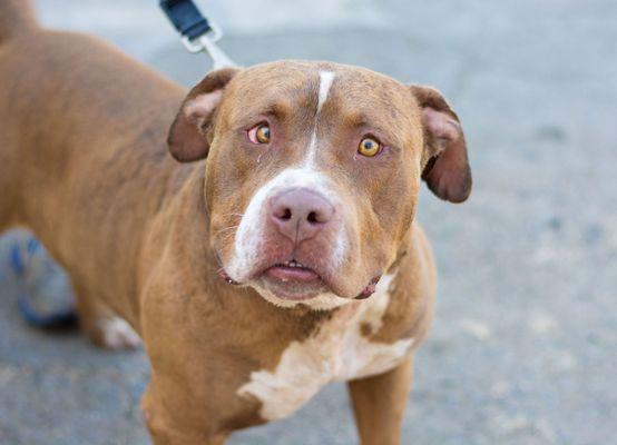 Burt says HI!  He was able to get back to his home safely because of FHAS