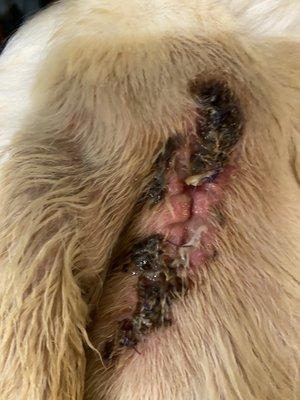 Open wound, broken stitches and infection caused by NAH