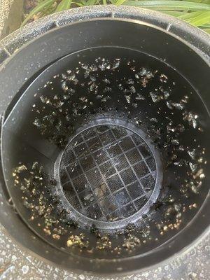 Inside mosquito trap after 4 weeks, no chemicals required