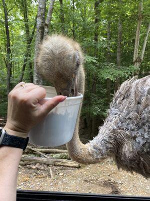 Have to feed the ostrich from the bucket