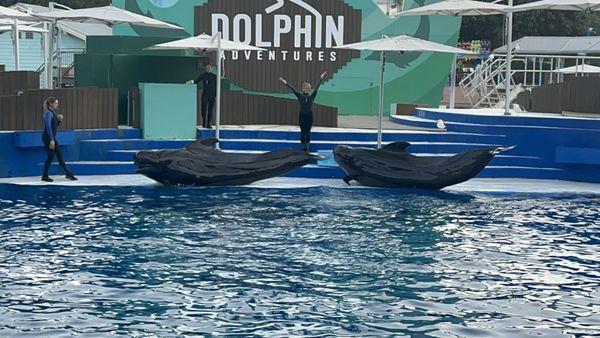 Orca show