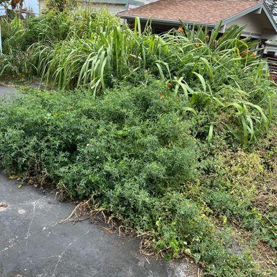 Over grown weeds and lawn (Before)