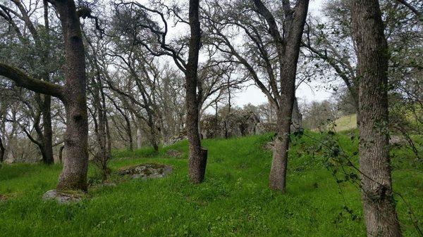 Oak Woodlands/Granite Boulders