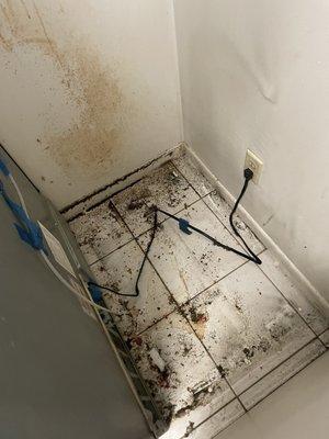 After paying $856 of a cleaning service. Behind the fridge.