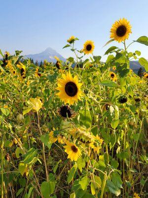 Sunflowers in bloom