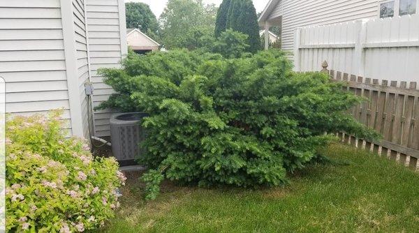 Merrill Services charged us for trimming the bushes, they were untouched in the backyard.