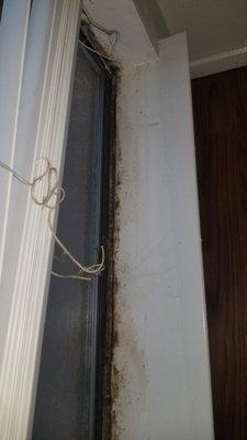 Mold issue in window