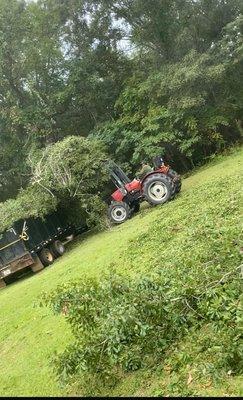 They trimmed a big oak tree