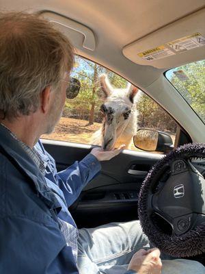 Feeding a llama