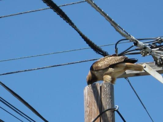 Some local wildlife eating a rodent.