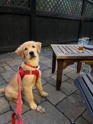 Pup friendly patio!