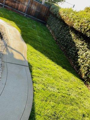 Sod, yard, before and after