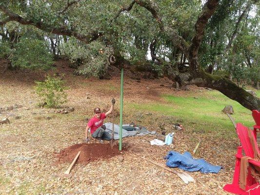 Installing a tree prop