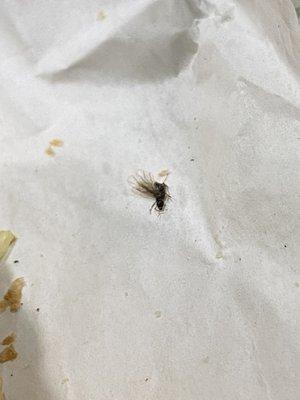 A dead fly in my sandwich