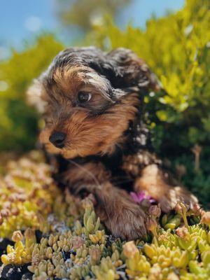 Yorkie puppy