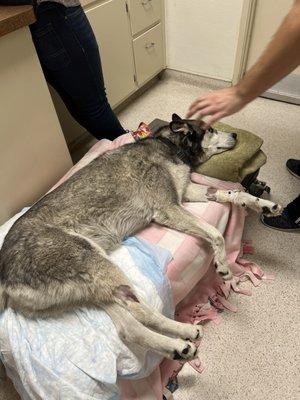 My husky deserved better than this heartless vet