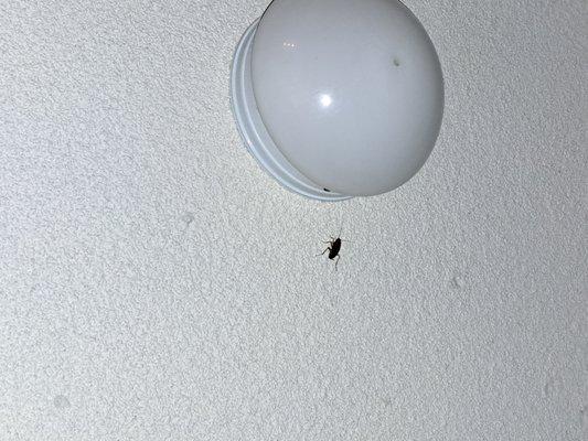 Cockroach on the ceiling of the rental unit