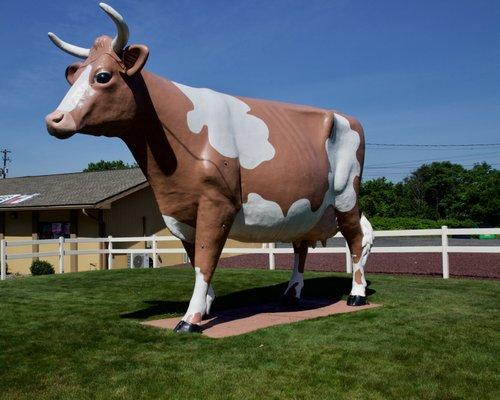 Wilkes Barres 309 Famous Brown Cow