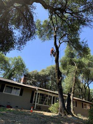 Removing a hazardous oak: Rot at the base