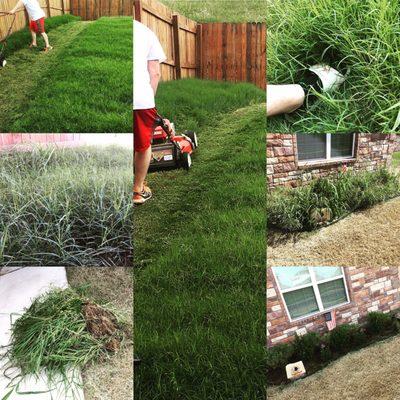 Our front yard bush area that's now a jungle. Our foot long grass in the backyard. Only more proof that they did not do their job.