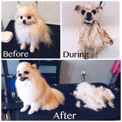 De-shedding treatment before and after!