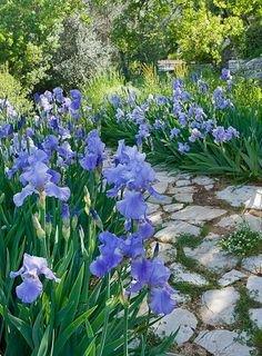 calming flower walkway