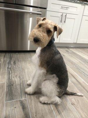 After the 1st time Julie groomed Louie. Perfect cut!