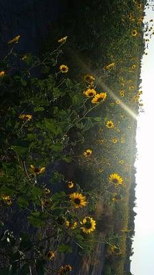 Sunflower field