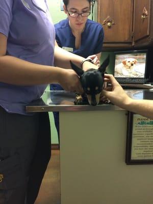 Sophie getting a shot ... The vet took good care of her