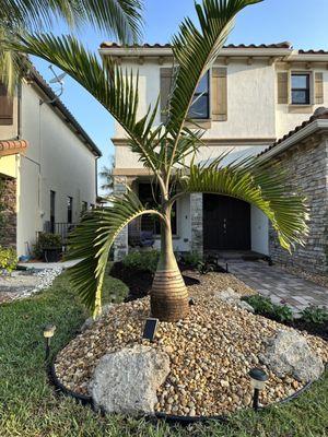 Bottle palm with river rock and stone