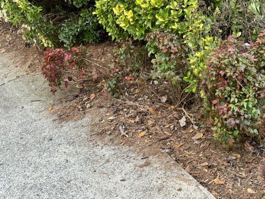 Damaged bushes when they drove through the bushes.