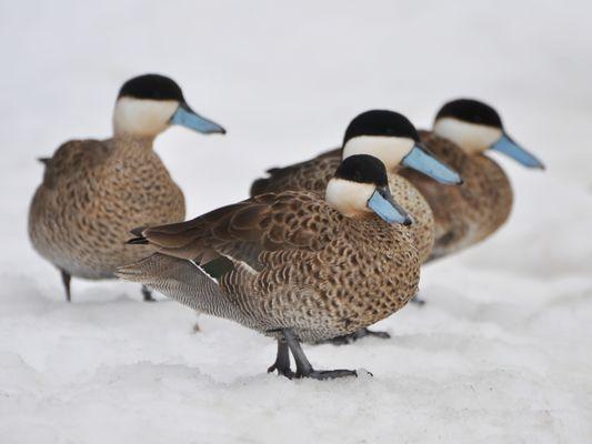 Puna teal