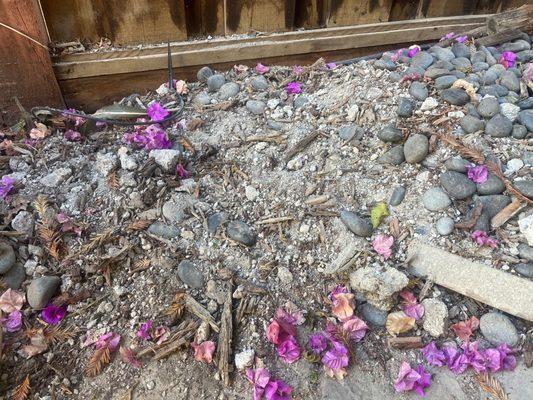 All the debris from removing the old fence is on top of all my plants.