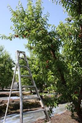 Snow Angel White Peach harvest @ Wawona Packing.