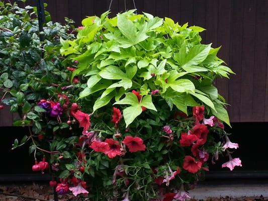 Sweet Carolina Light Green with Calibrachoa Noa Red Glaze and Glow Forest Fire