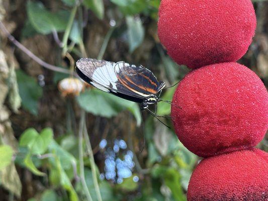 Butterfly drinking