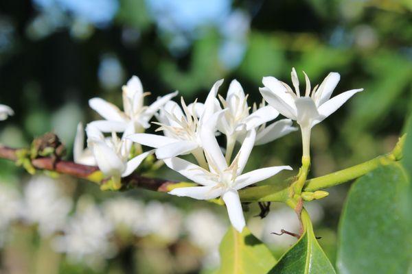 We love the Kona snow on the farm. The smell is out of this world!!!