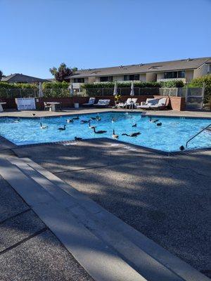 Geese swimming in the pool full of poop