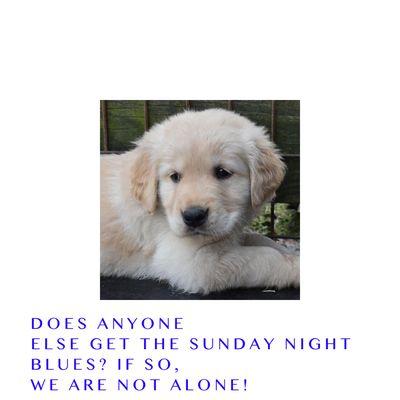 Sunday night blues is a real thing. Scout has them, and I do too.

https://www.huffpost.com/entry/sunday-night-blues_n_4086390?guccounter=1