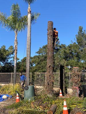 Tree Removal