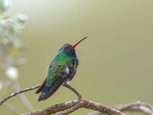 Broad-billed Hummingbird