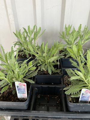 You can buy little baby lavender plants here